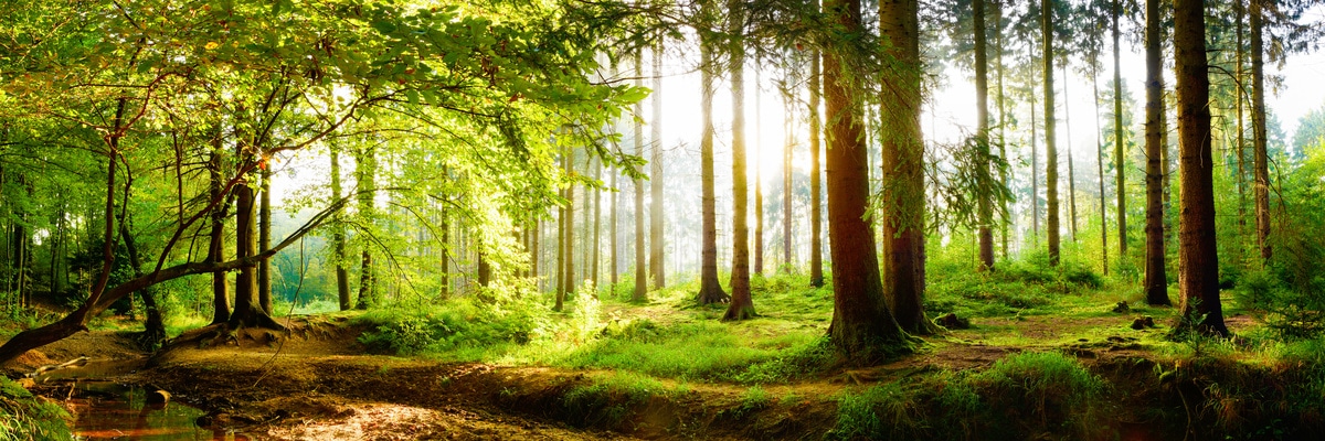 Wald in Sachsen